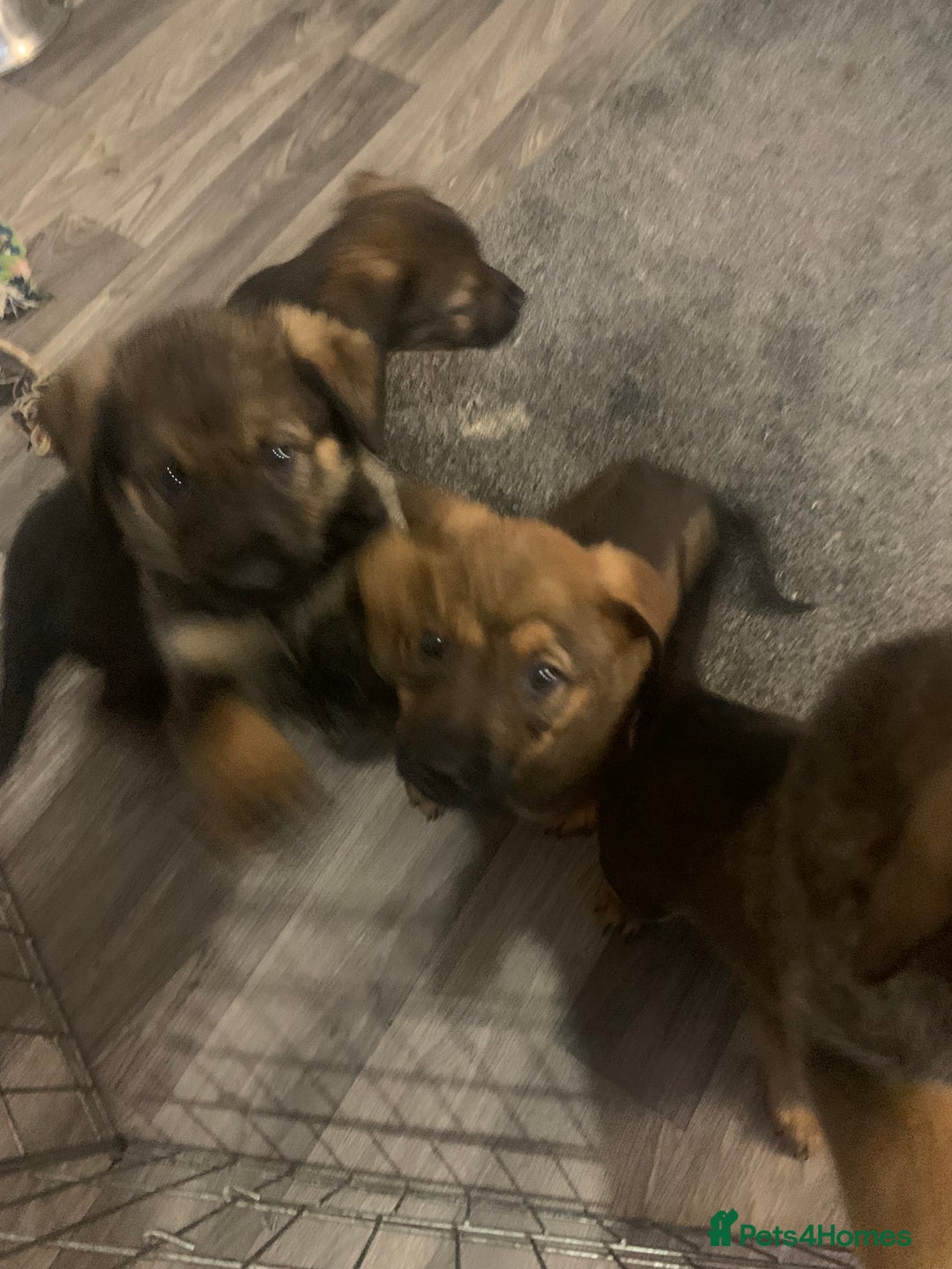 Mixed Breed dogs for sale: Mixed big family dogs  - Image 8