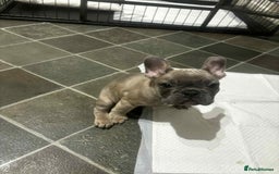 French Bulldog dogs for sale: Lilac bluefawn Frenchbulldog puppies ready to go   - Image 17