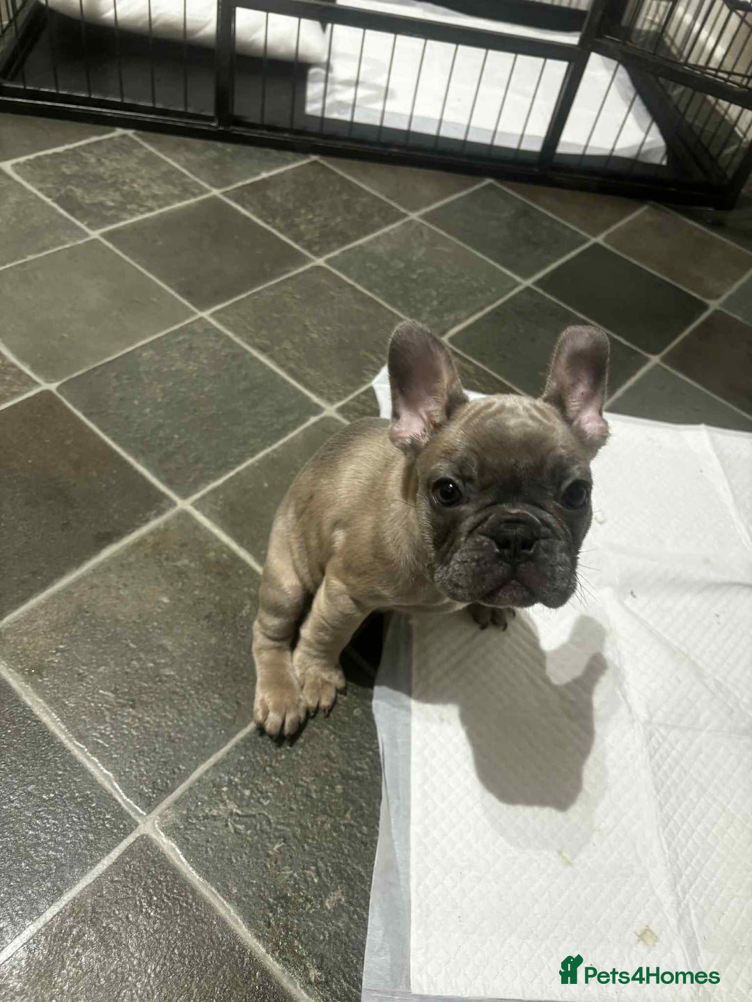French Bulldog dogs for sale: Lilac bluefawn Frenchbulldog puppies ready to go   - Image 17
