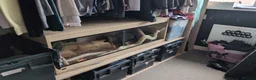 Python Snake reptiles for sale: Albino royal python 5years old  in Middlesbrough - Advert 3