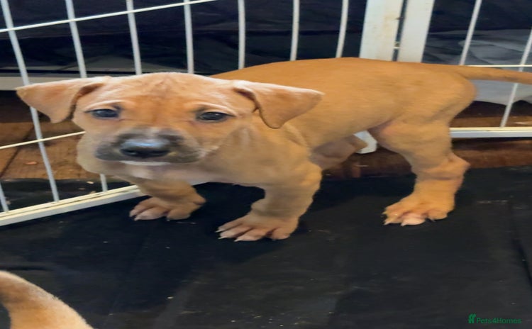 Mixed Breed dogs - Advert 3