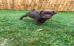 Patterdale Terrier dogs for sale: ⭐️PATTERDALE TERRIER PUPPIES  - Image 4
