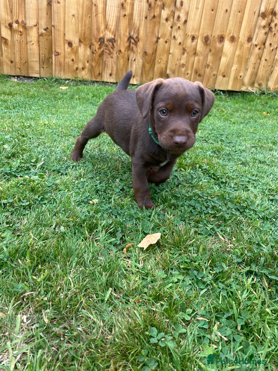 Patterdale Terrier dogs for sale: ⭐️PATTERDALE TERRIER PUPPIES  - Image 4