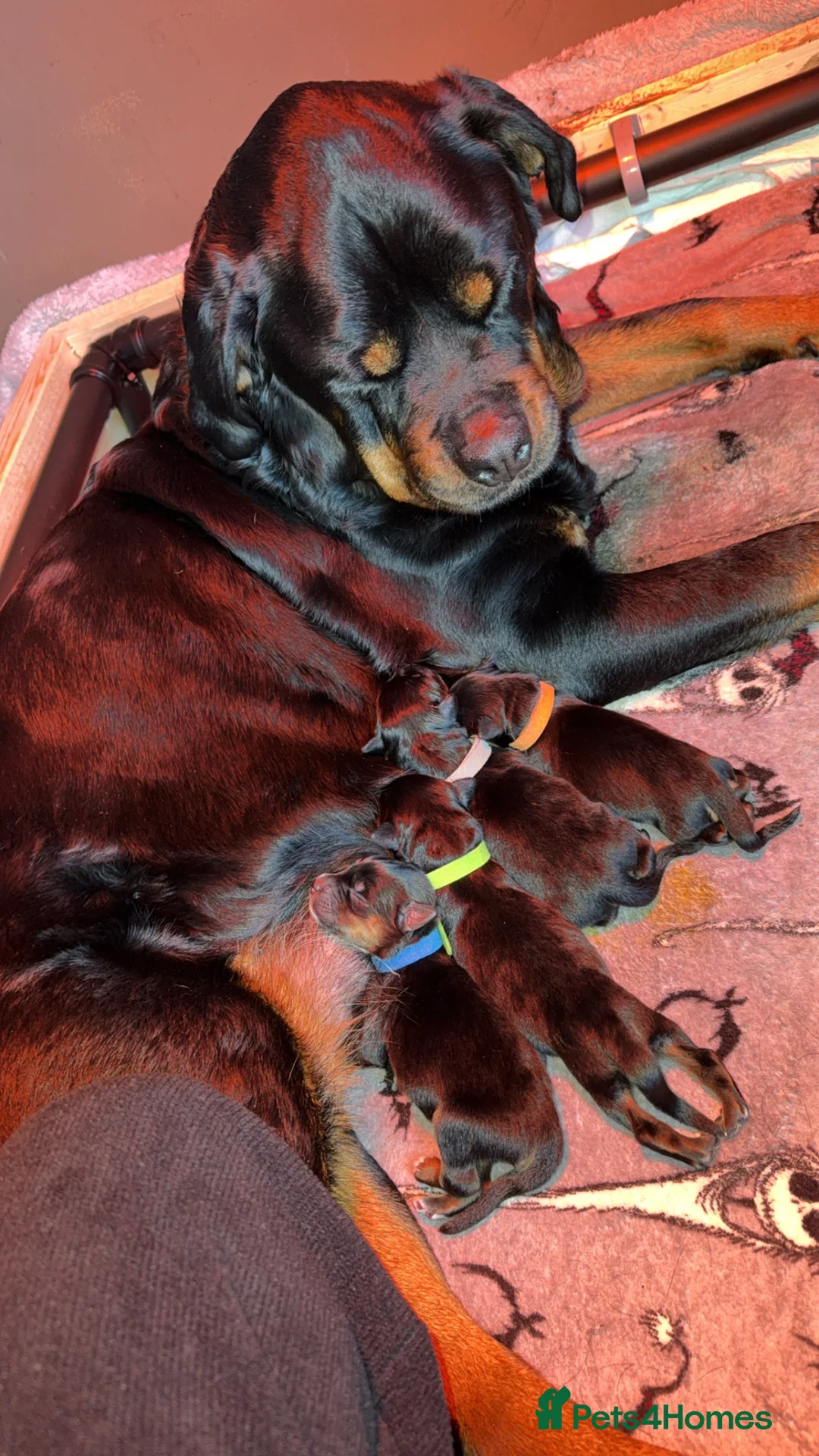 Mixed Breed dogs for sale: Rottweiler/hucky, malamute puppies  - Advert 3