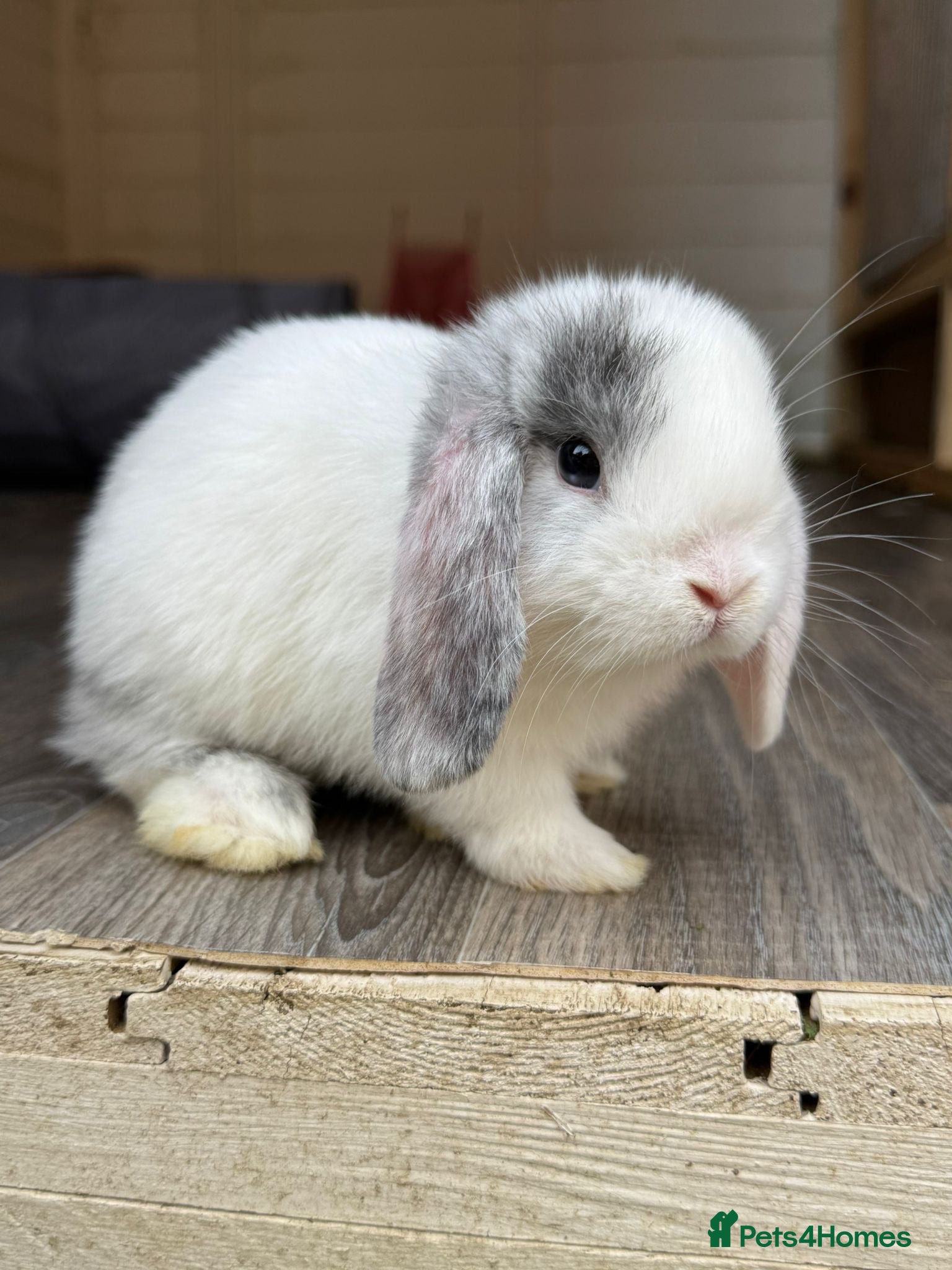 Mini Lop rabbits Last boy available  - Advert 2