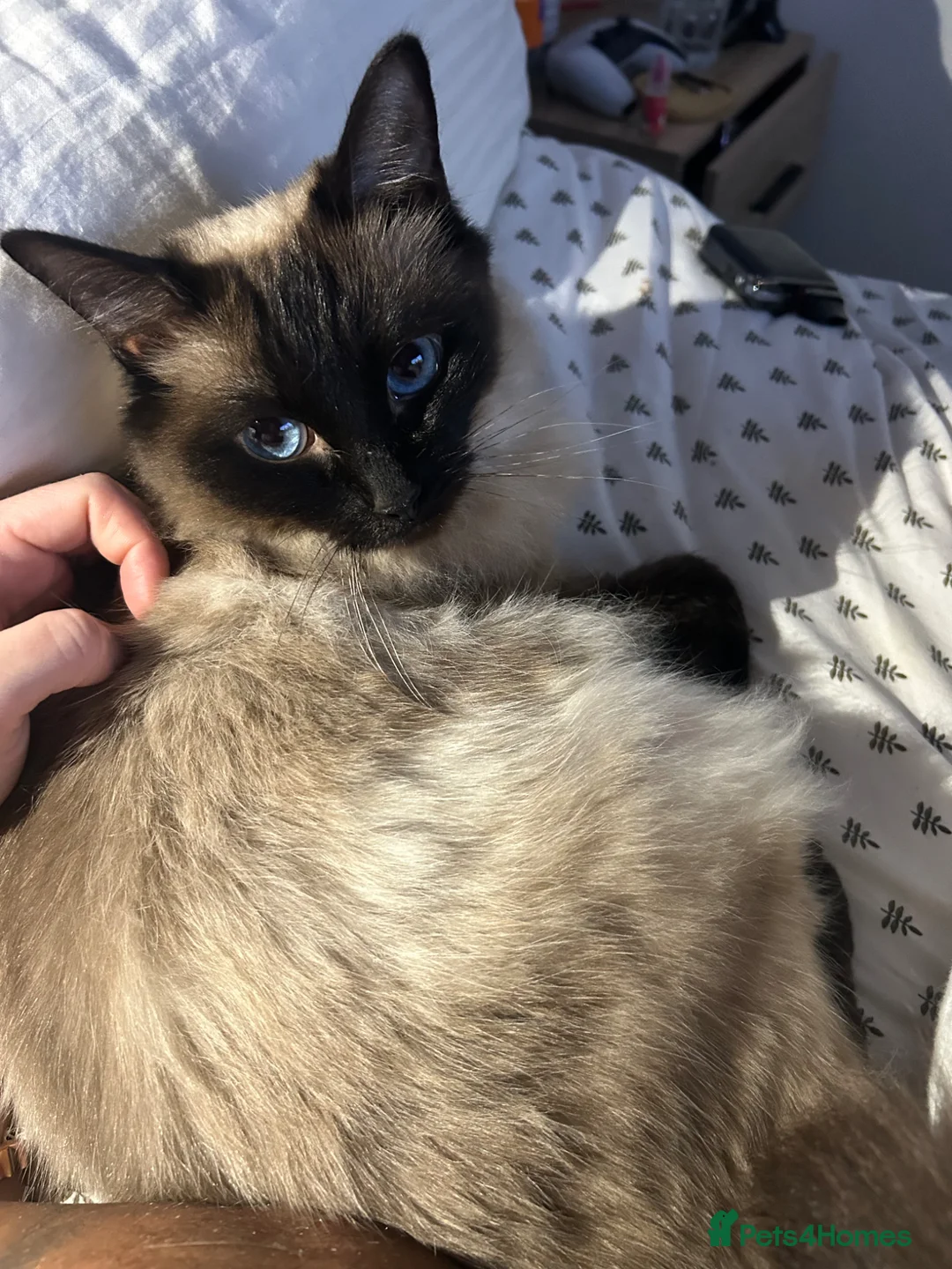 Ragdoll cats for sale: Ragdoll kittens  - Advert 1