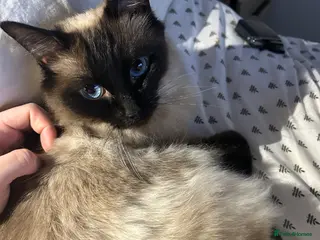 Ragdoll cats Ragdoll kittens - Advert 1