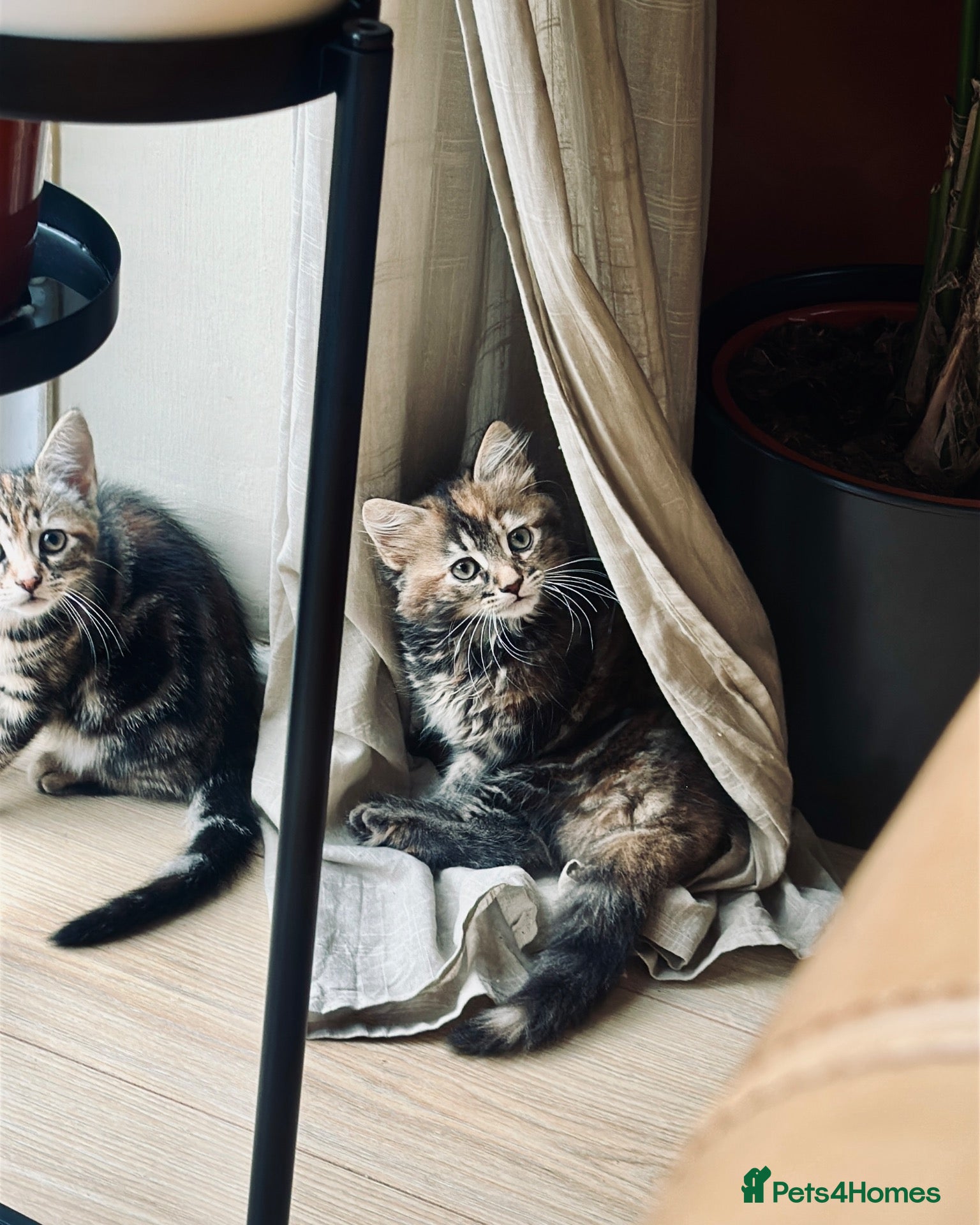 Mixed Breed cats Beautiful Tortie Tabbie Kittens for sale - Advert 15