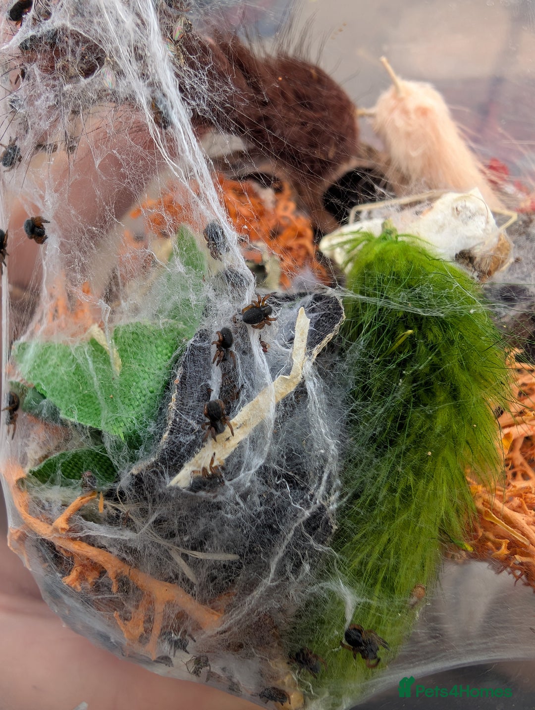 Spiders invertebrates for sale: Velvet spider slings gandanameno sp  - Image 4