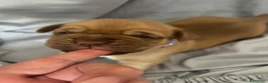 Dogue De Bordeaux 4