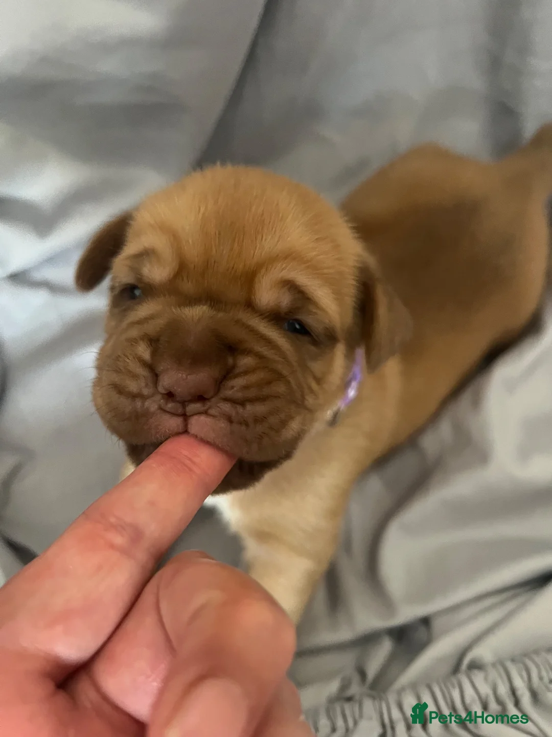 Dogue De Bordeaux dogs for sale: Beautiful chunky Douge de Bordeaux pups - Advert 24