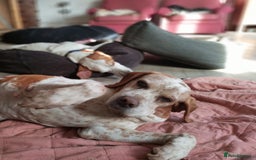 Pointer dogs for adoption: Caqui a wonderful older Pointer - Image 2