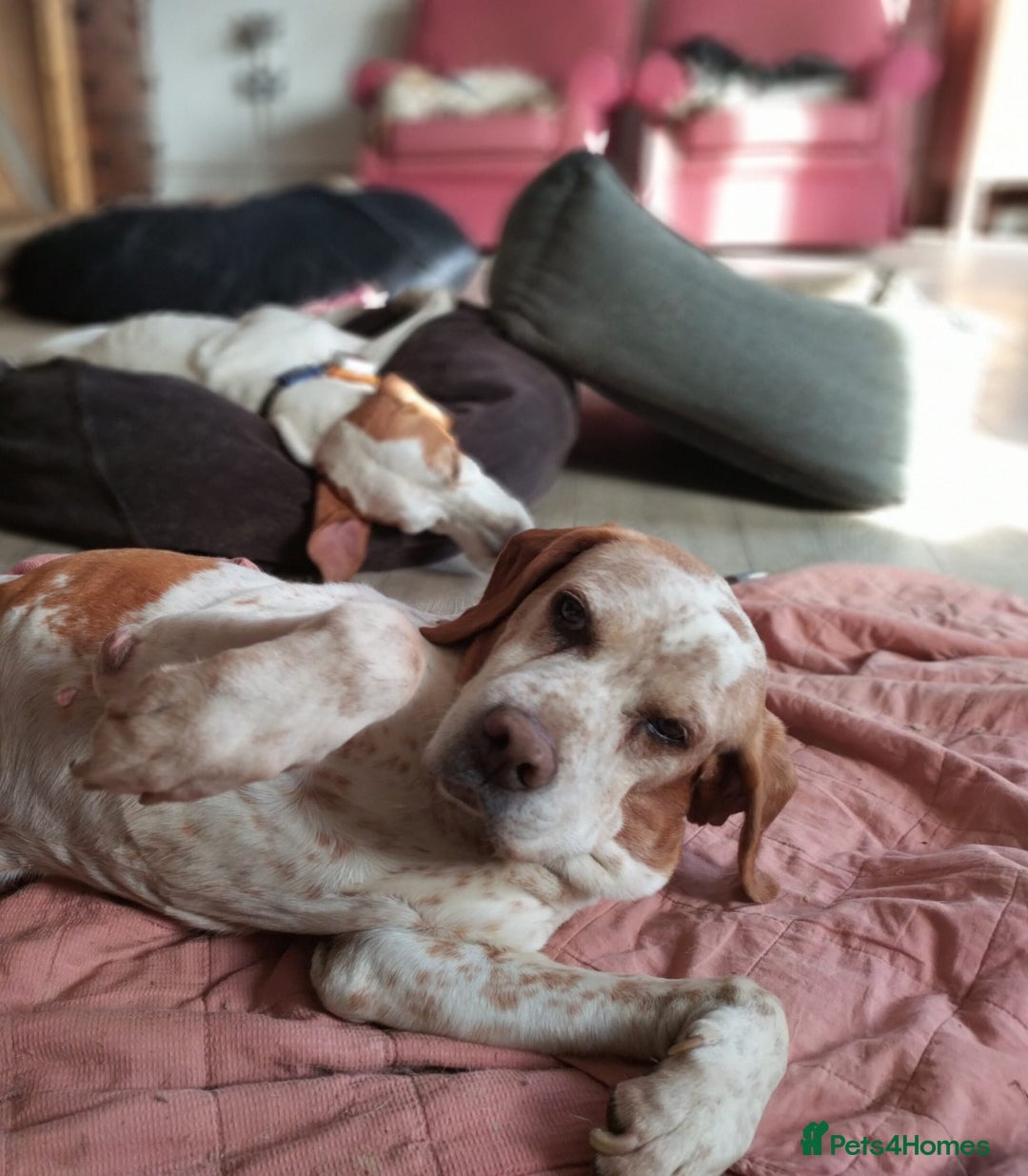 Pointer dogs for adoption: Caqui a wonderful older Pointer - Image 2