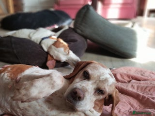 Pointer dogs - Advert 28