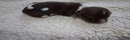 English Springer Spaniel dogs for sale: 🐾KC Reg English Springer Spaniel Puppies for Sale - Advert 10