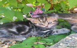 Siberian cats for sale: Persian/Siberian kittens - Image 14
