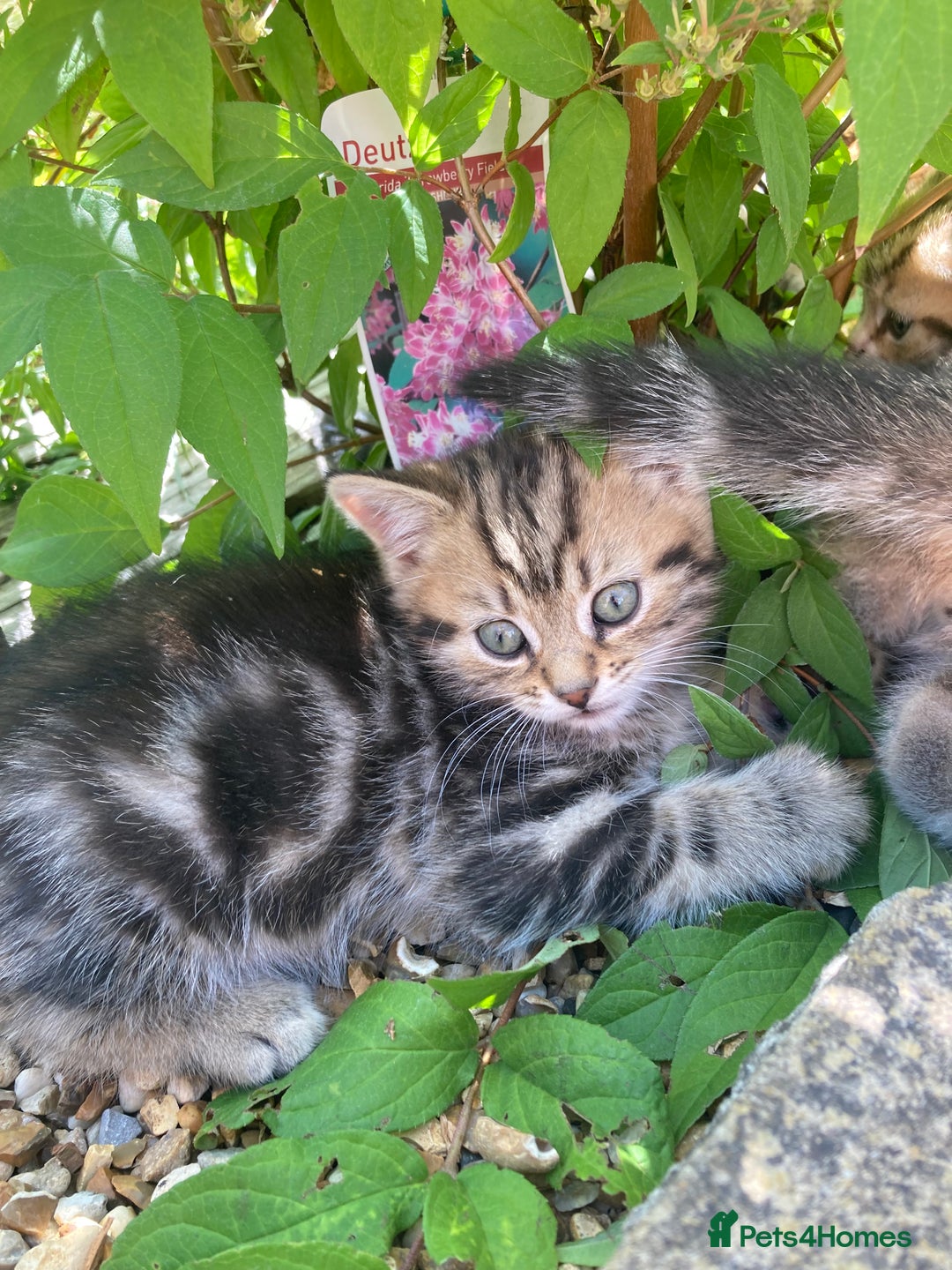 Siberian cats for sale: Persian/Siberian kittens - Image 14