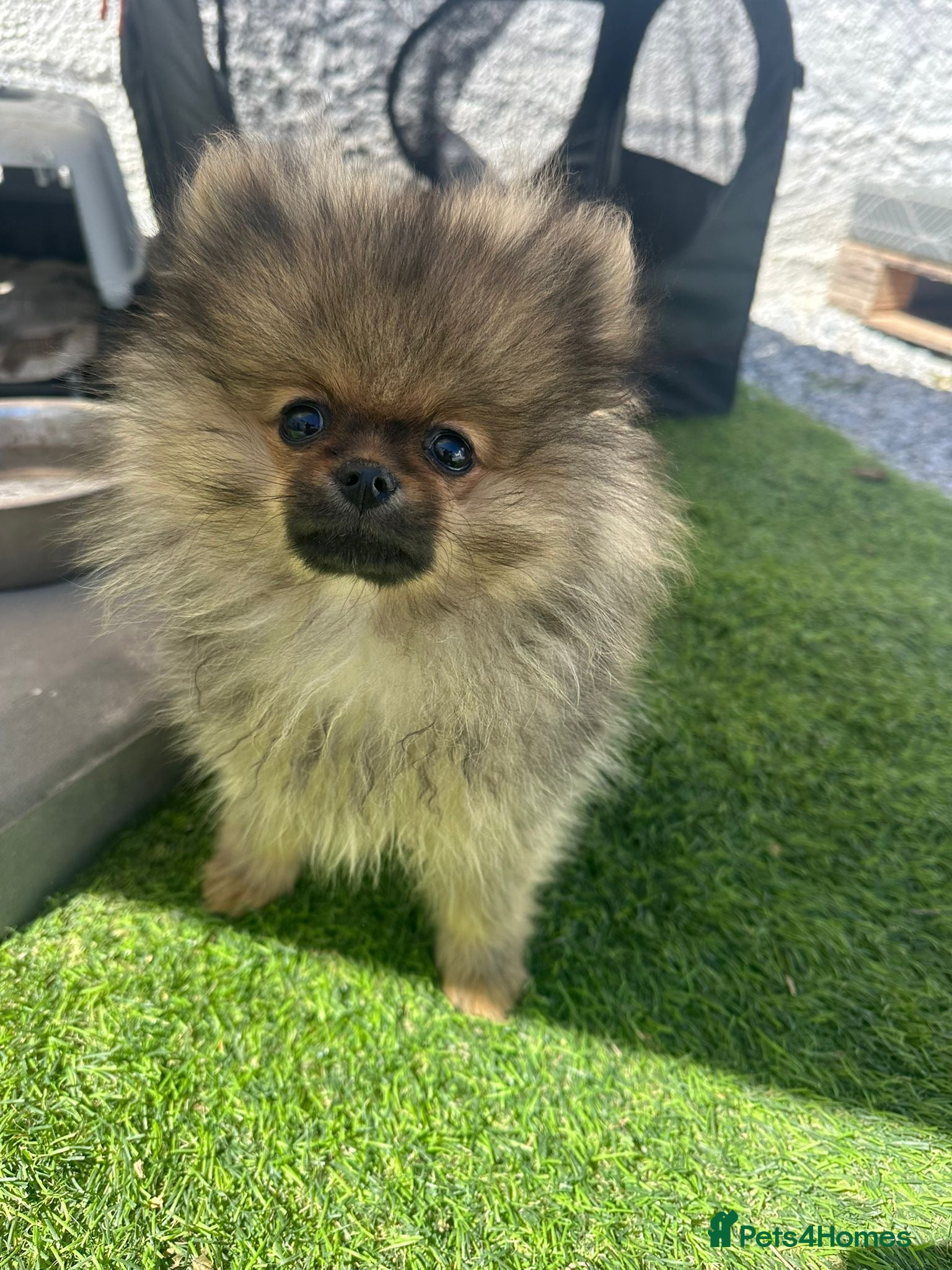 Pomeranian dogs TOY Pomeranians ready to go  - Advert 4