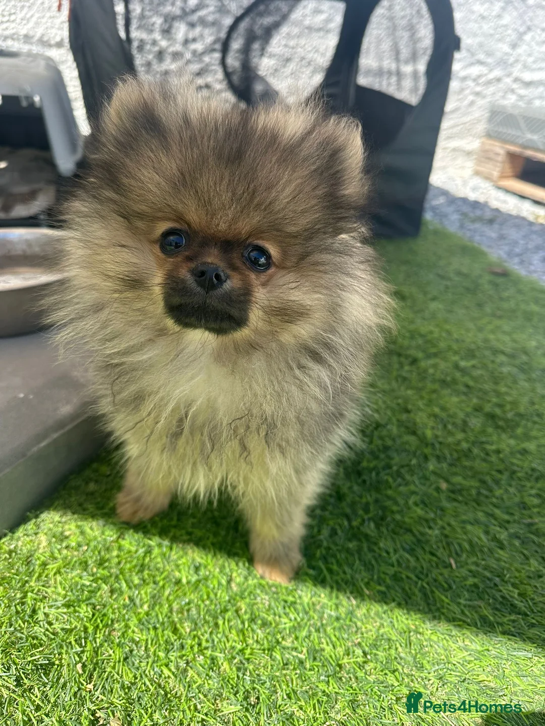 Pomeranian dogs for sale: TOY Pomeranians ready to go  - Advert 1