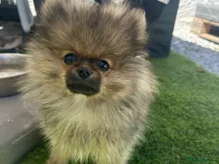 Pomeranian dogs TOY Pomeranians ready to go - Advert 14