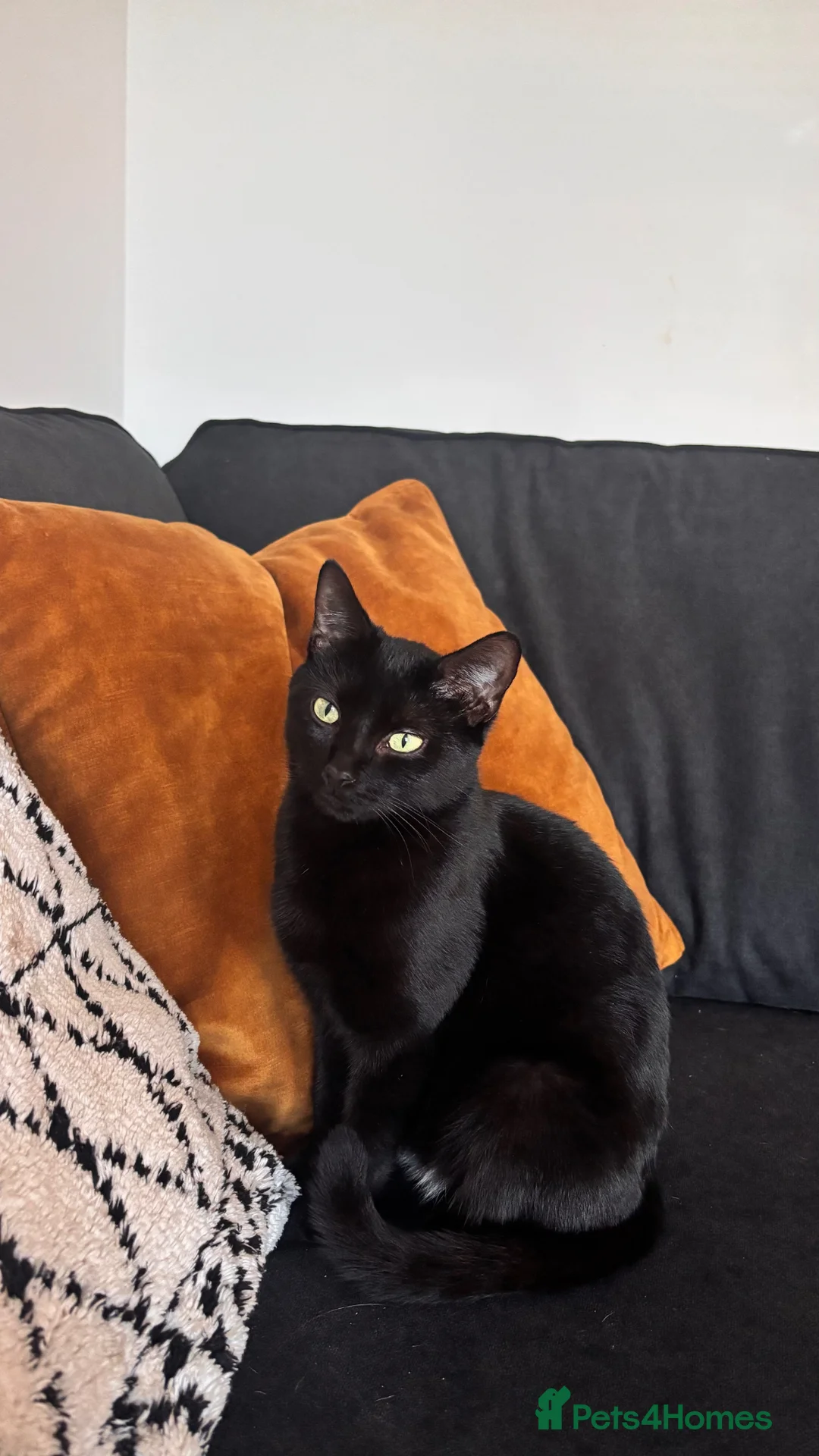 Mixed Breed cats for sale: Rehoming gorgeous girl  - Advert 3