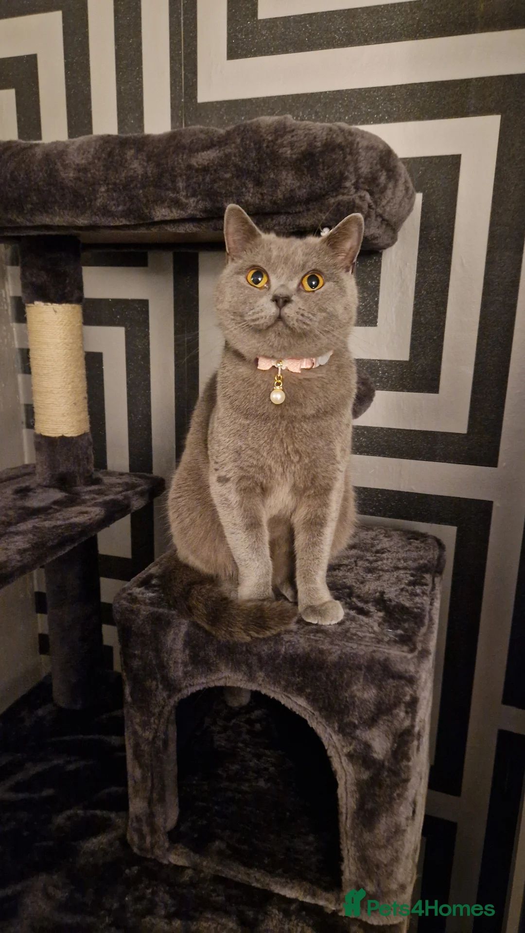 British Shorthair cats for sale: Female british short hair  - Advert 1