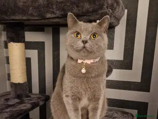 British Shorthair cats Female british short hair - Advert 1