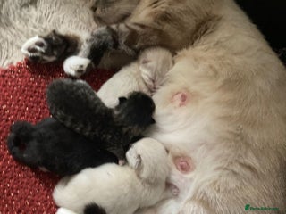 Mixed Breed cats Kittens for sale - Advert 5