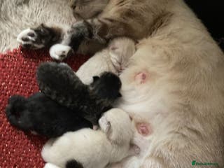 Mixed Breed cats Kittens for sale - Advert 14