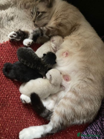 Mixed Breed cats Kittens for sale - Advert 1