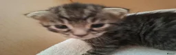 Mixed Breed cats for sale: 3 beautiful gray tabby kittens  in Doncaster - Advert 11