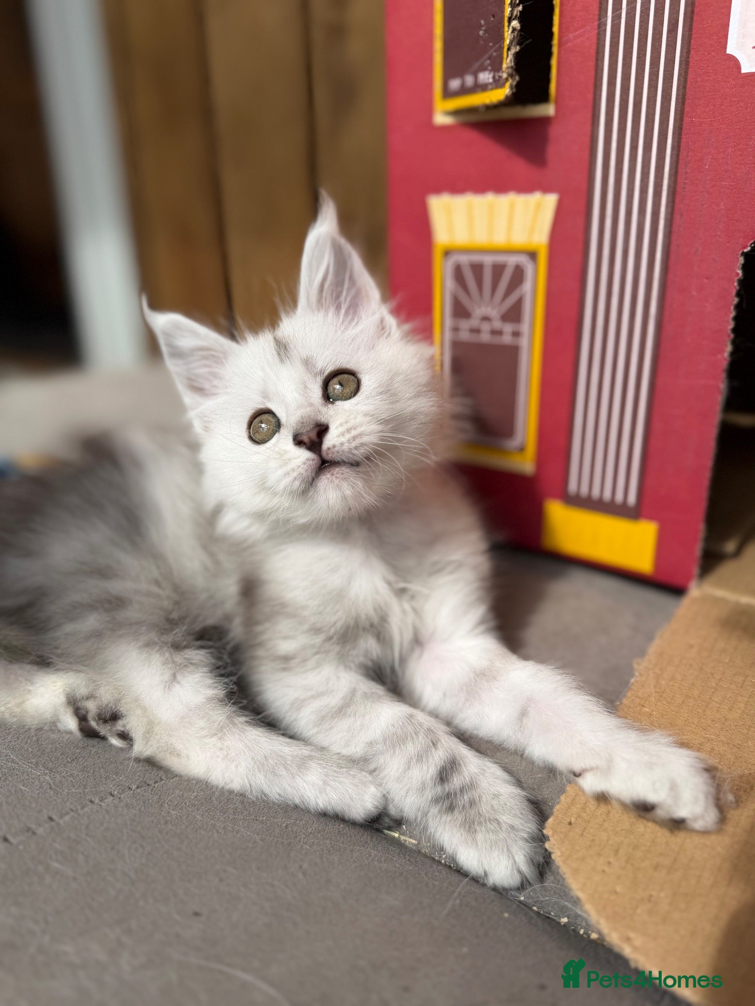 Maine Coon cats Very Beautiful shaded GCCF reg Maine coon kittens  - Advert 1