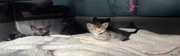 Russian Blue cats for sale: 2 beautiful black kitty’s and 1 gorgeous grey cat - Advert 14