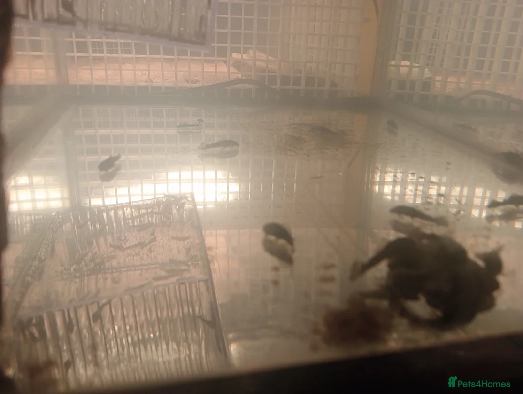 Plecos fish for sale: Baby Bristlenose Plecos - Advert 3