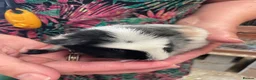 Guinea Pig rodents for sale: 3 male guinea pigs for sale - Advert 10