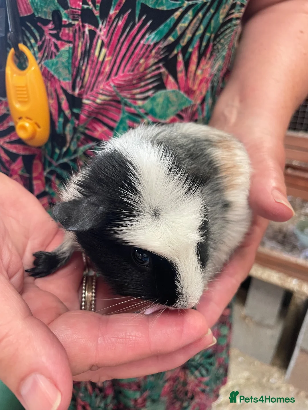 Guinea Pig rodents for sale: 3 male guinea pigs for sale - Advert 10
