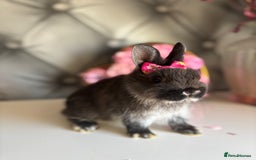 Netherland Dwarf rabbits for sale: rochelles_rabbits pure ND babies for sale - Image 7