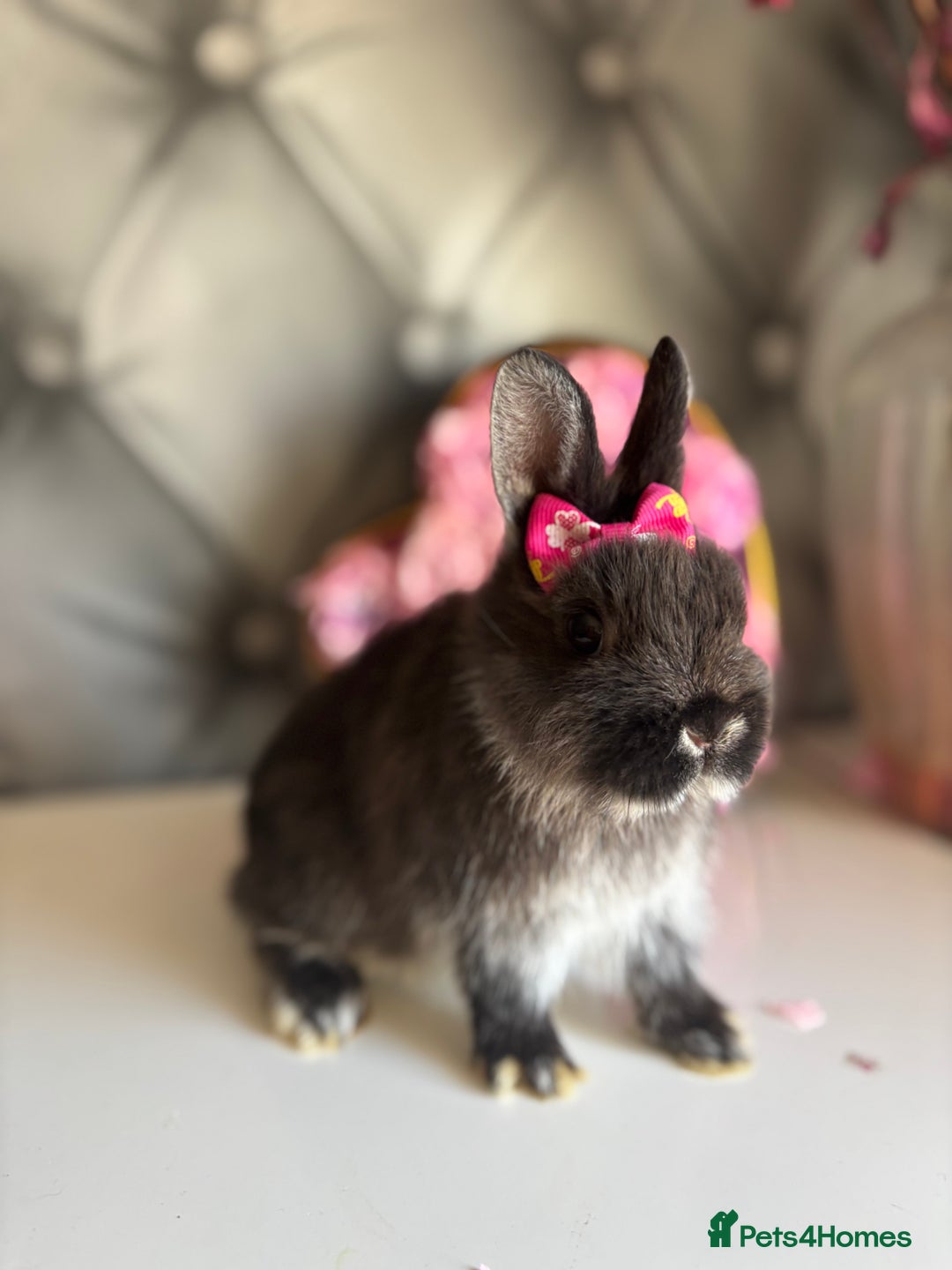 Netherland Dwarf rabbits for sale: rochelles_rabbits pure ND babies for sale - Image 7