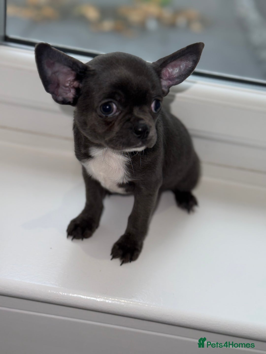 Chihuahua dogs for sale: Stunning chihuahua litter  - Image 12