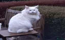 Maine Coon cats for sale: ❤️ Stunning ❤️ GCCF Registered Maine Coon Kittens - Image 7