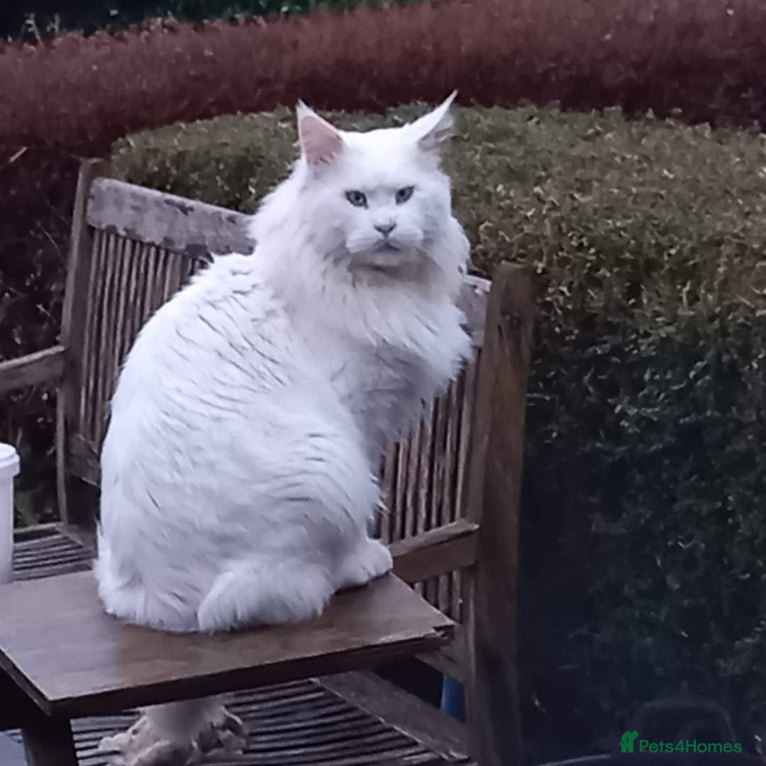 Maine Coon cats for sale: ❤️ Stunning ❤️ GCCF Registered Maine Coon Kittens - Image 7