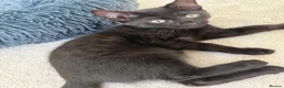 Bengal cats for sale: Beautiful Bengal kittens - only 2 left!  - Advert 10