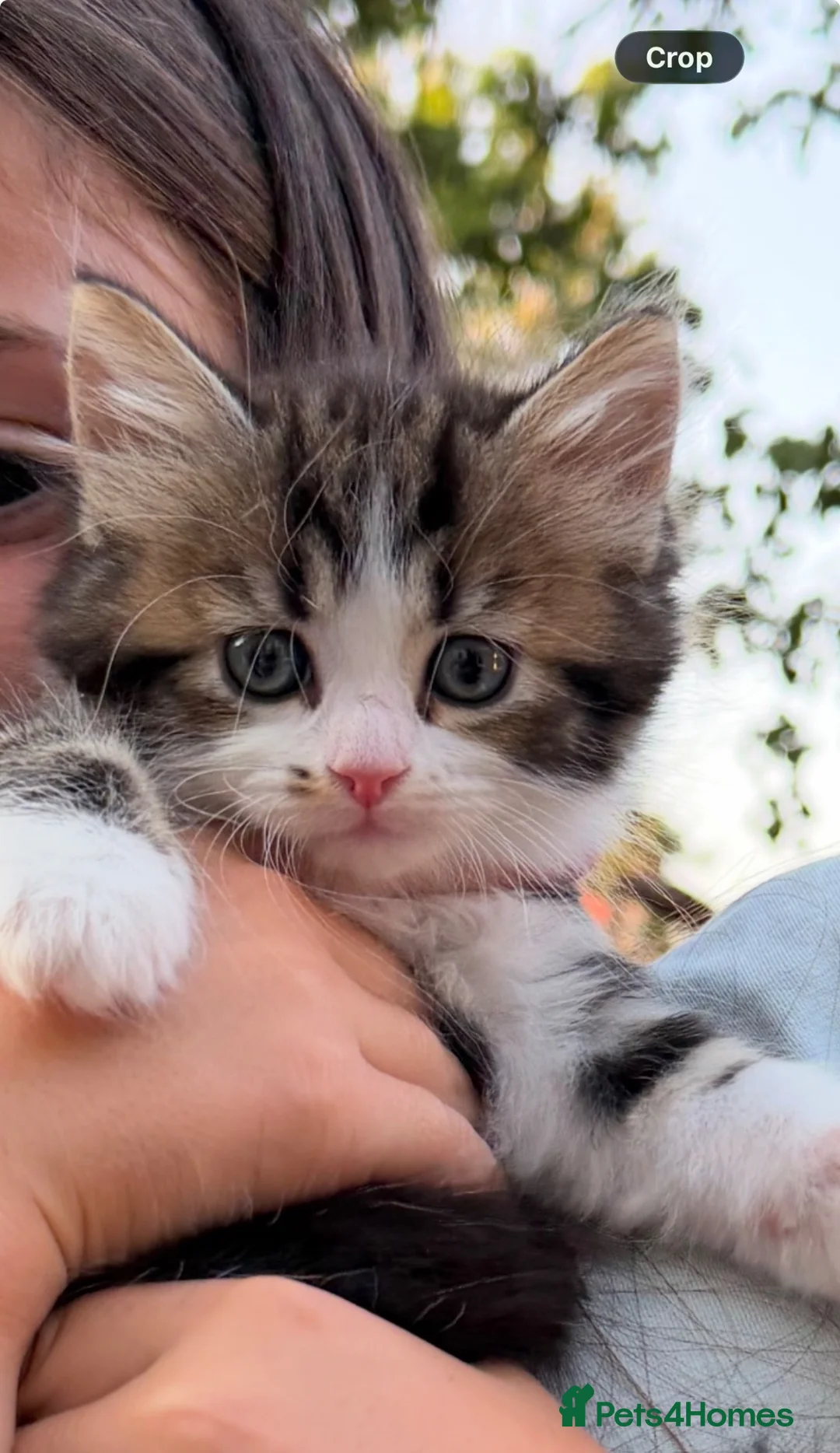 Turkish Angora cats for sale: Turkish angora  mix kittens  - Advert 12