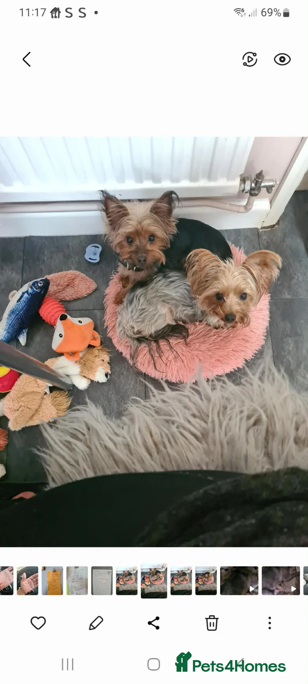 Yorkshire Terrier dogs for sale: Minature Yorkshire Terrier《 BOY》 in Newcastle - Advert 8