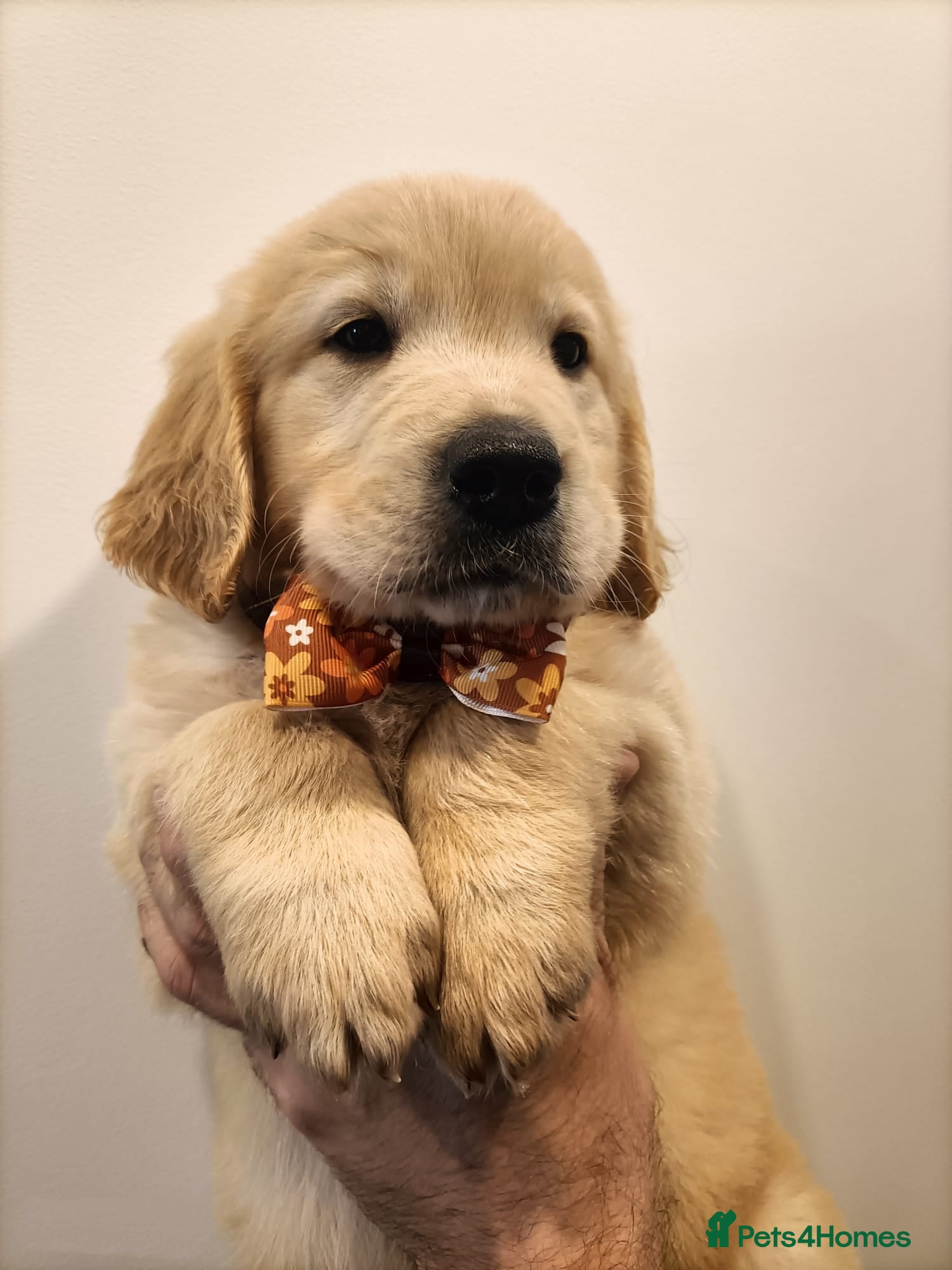 Golden Retriever dogs Amazing puppies  - Advert 3