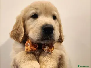 Golden Retriever dogs Amazing puppies - Advert 3