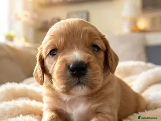 Cavapoo dogs F1 CAVAPOO PUPPIES 5 STAR LICENSED BREEDER. - Advert 10