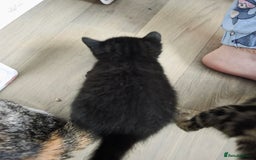 Mixed Breed cats for sale: Kittens - Mixed Breed  - Image 12