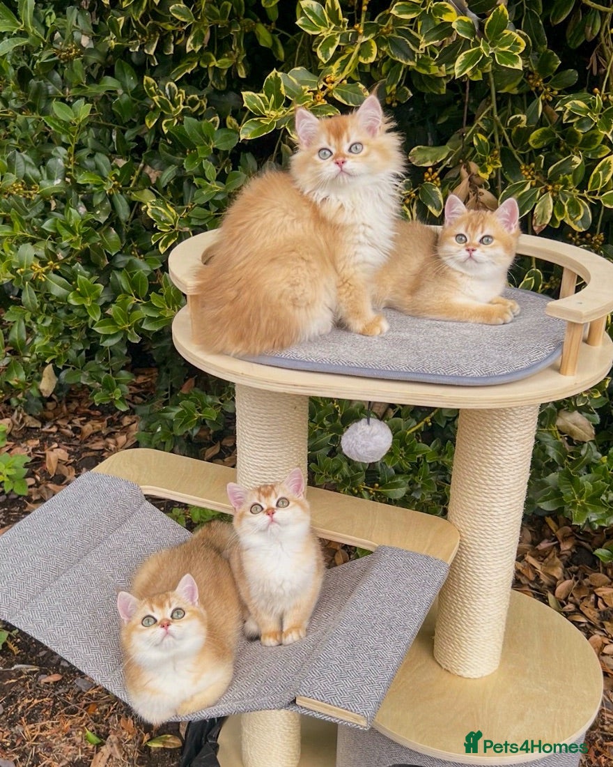 British Shorthair cats Beautiful Golden British Shorthair Kittens   - Advert 1
