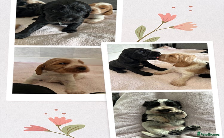 Cocker Spaniel dogs - Advert 9